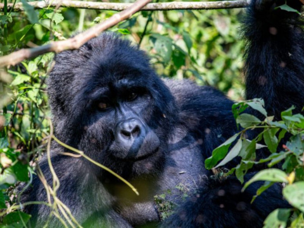 4 Days Trip For Gorilla Trekking Twin Lakes